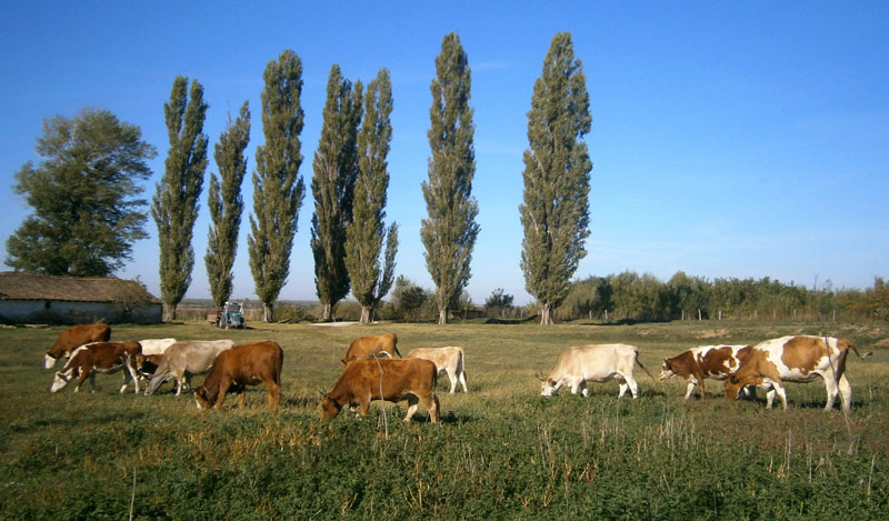 Шоља млека без хемије