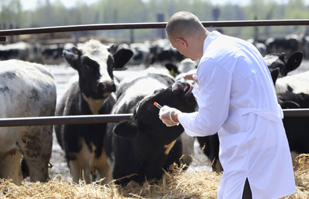 Скупа такса на промет говеда