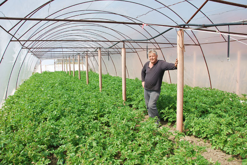 Жабари: Слатка зарада од младог кромпира