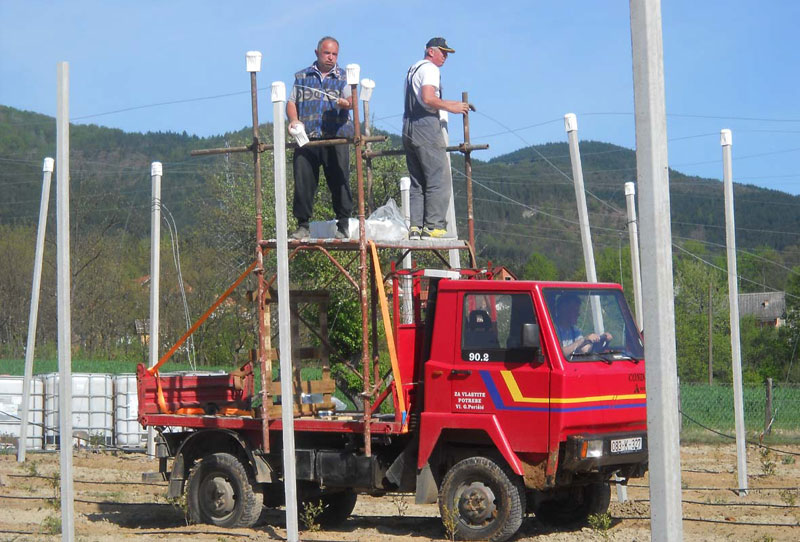 Саднице америчке боровнице никле изнад Рудог