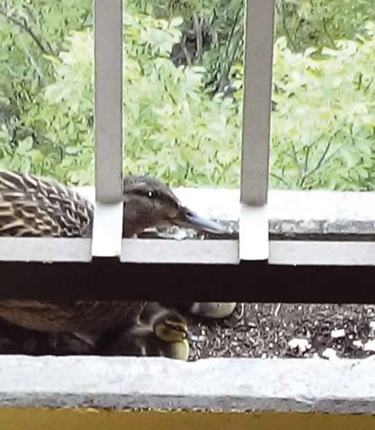 Патке се гнезде и на терасама!