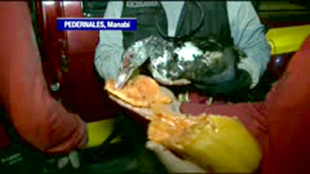 ВИДЕО: Патка преживела пет дана под рушевинама