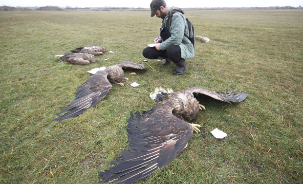 Масовно тровање птица у Војводини