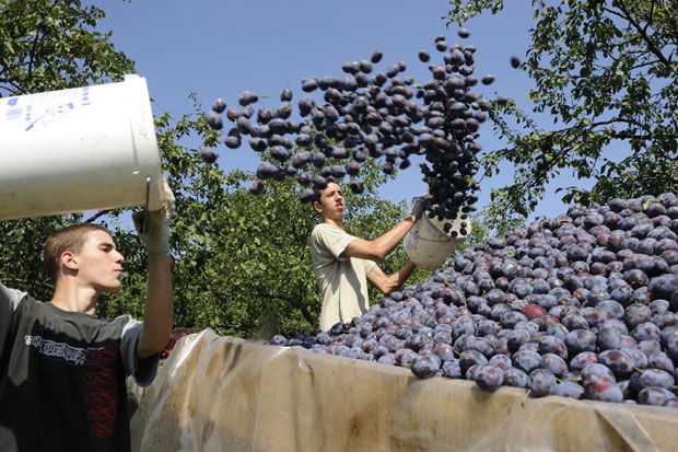 Иницијатива за већи извоз шљива у Турску