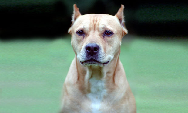 Питбул теријер растргао дечака, власнику пса осам година затвора