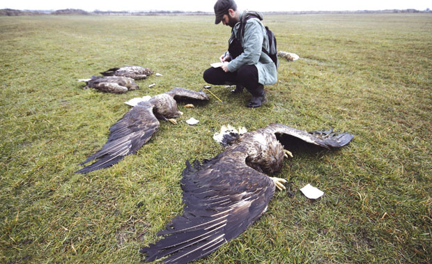 Поново отровани орлови белорепани