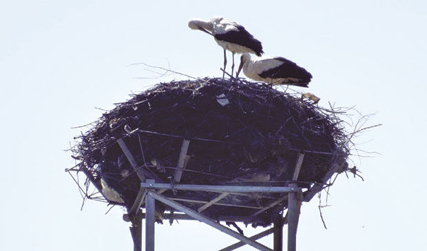 Роде на новој адреси!