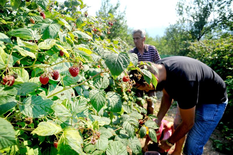 Од малина 280 милиона $