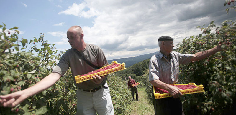 Берачима малина нуде и колаче