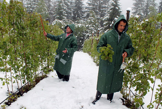 Мајски снег обрао малине - штета 50 милиона евра!