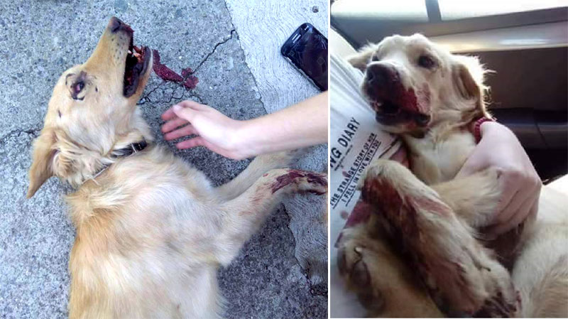 У Подгорици власница унаказила пса: Шипком брутално претукла љубимца!