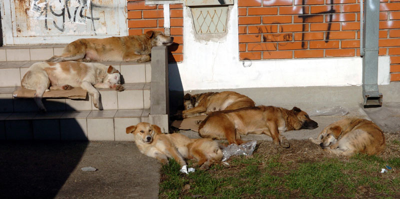 Пребукиран азил - луталице у чопорима лутају Прокупљем, растргли пса у центру града!