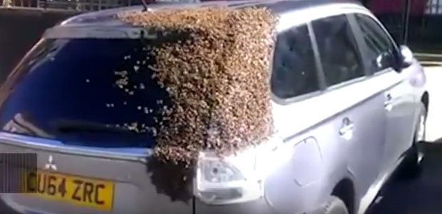 Рој од 20.000 пчела блокирао аутомобил (ВИДЕО) 