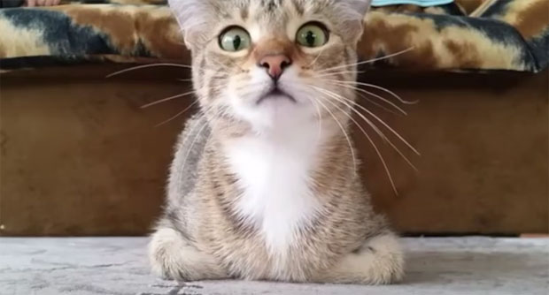 Погледајте како маца избезумљено гледа хорор филм (ВИДЕО)