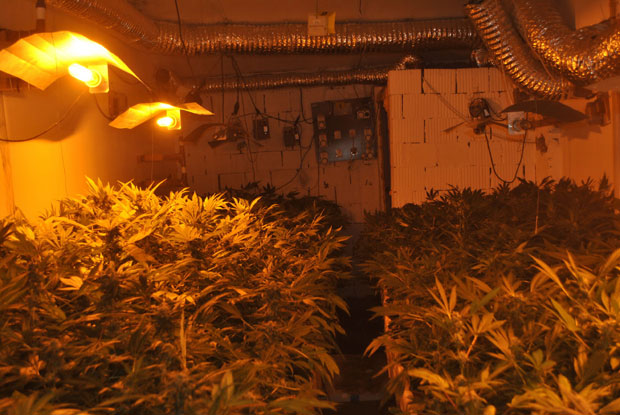 Откривена фабрика марихуане у Бечеју, заплењено 54 килограма дроге!