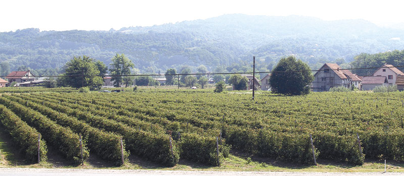Малинари не могу рачунати на богат род, али ипак прижељкују пристојну зараду