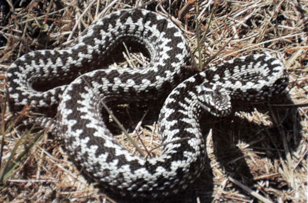 Мушкарца из Новог Села код Ниша ујела шарка 