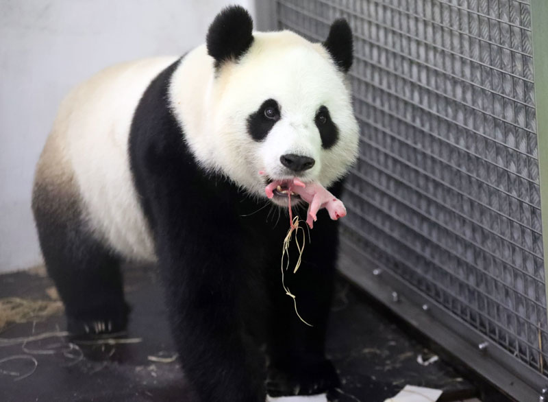 Рођена џиновска панда у белгијском зоо врту