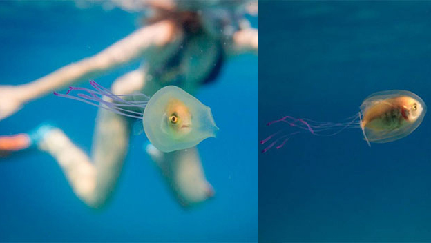 Усликао рибу заробљену у медузи 