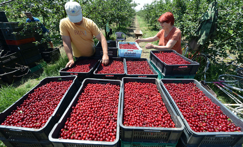 Контрола почиње од њиве
