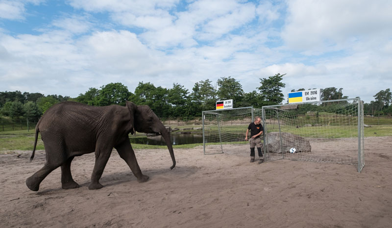 Слоница Нели одлучила да ће Немачка бити шампион Европе