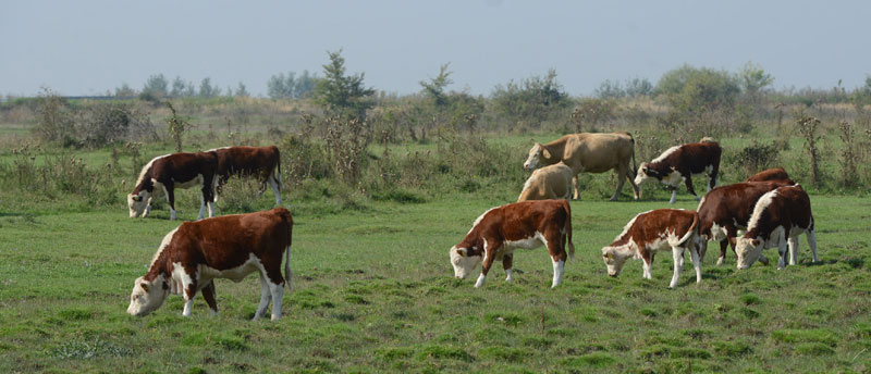 Убијена оболела говеда