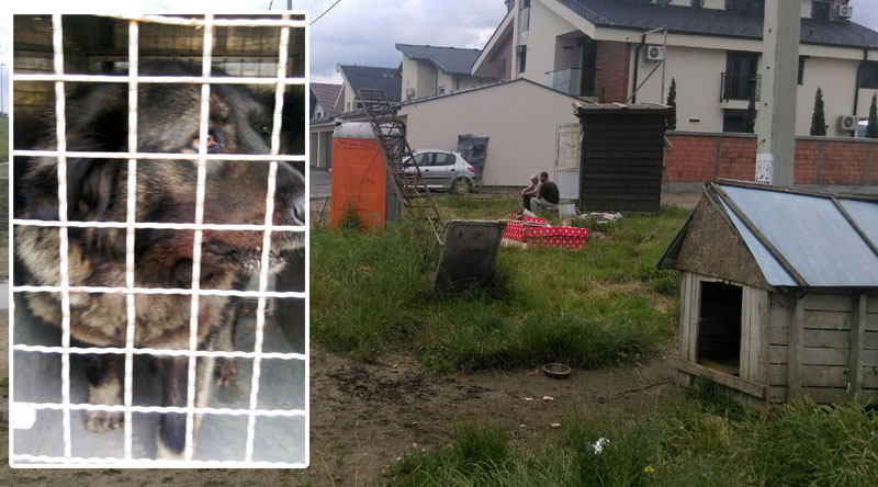 Шарпланинац изуједао девојчицу и њеног оца