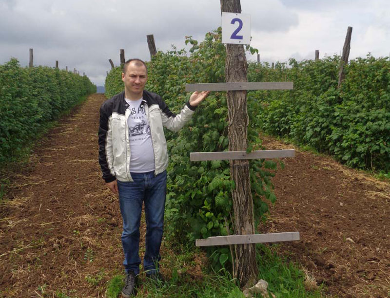 Уместо кромпира сад ниче малина