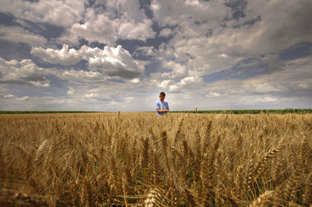 Половину новог жита продаћемо по свету