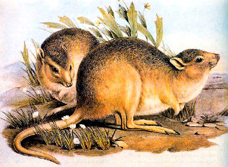 Аустралијски глодар први сисар жртва климатских промена