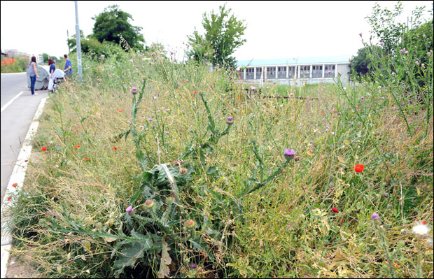 Миријево: Код школе трава до струка