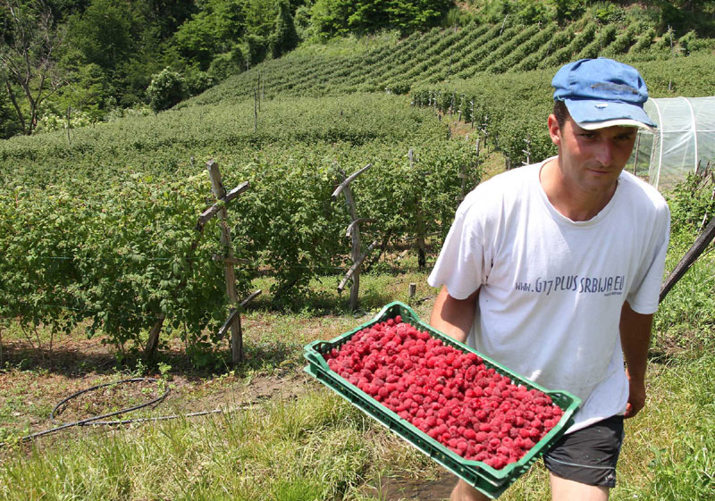 Малинари за килограм траже 220 динара