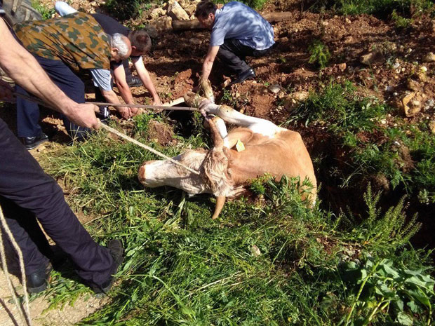 Поникве: Пролазници спасли краву тешку 600 килограма! 
