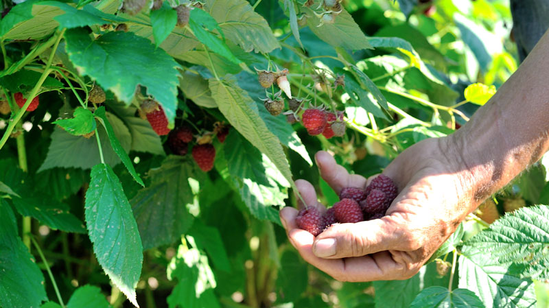 Малинари траже већу цену за род