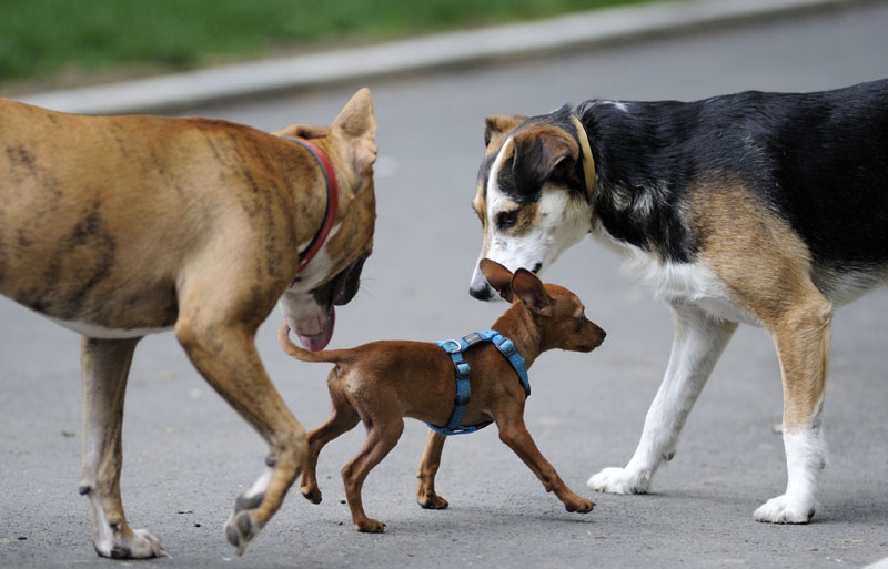 Чека се вечна кућа за љубимце