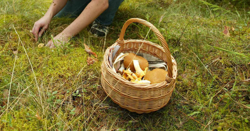 Непал: Настрадао у сукобу око печурке „хималајска вијагра”