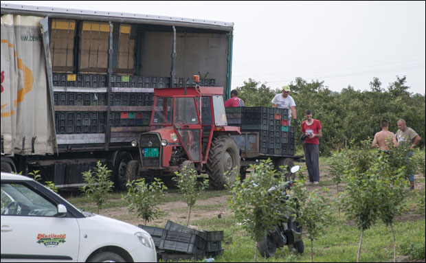 Комбајн уместо берача
