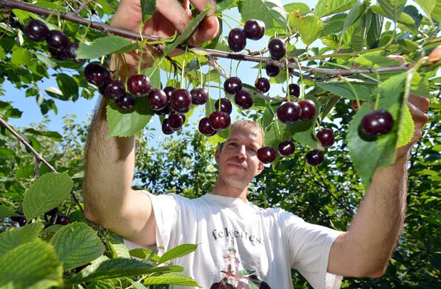 Вишњари беру вишње али убиру губитак
