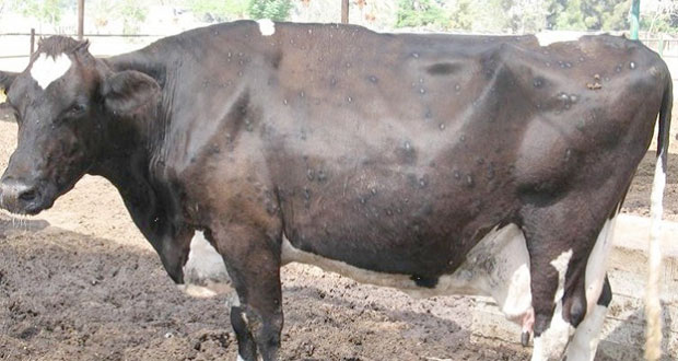 Инсекти потаманили стоку