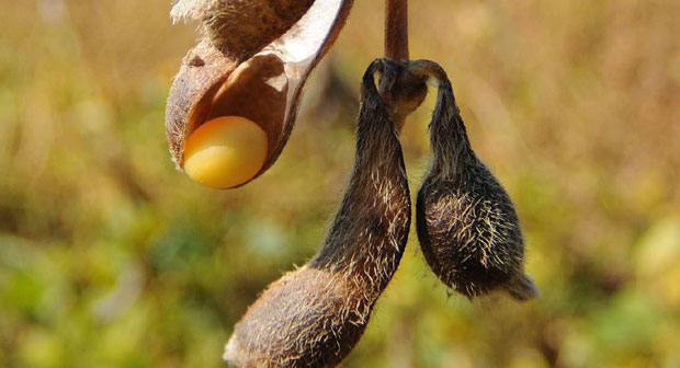 Сојапротеин проширио тржиште