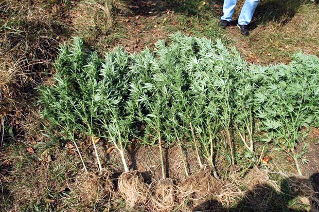 Откривена плантажа марихуане