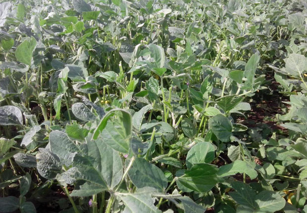 ШТЕТА И ДО СТО ОДСТО: Лед изрешетао род