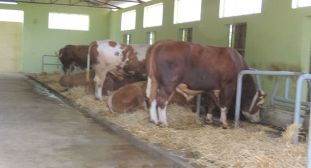 Боља генетика за говеда