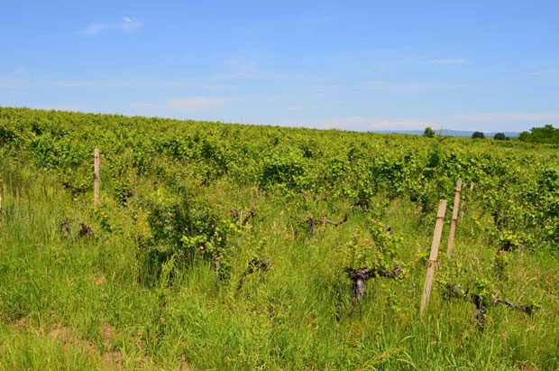 Нови газда у новембру?