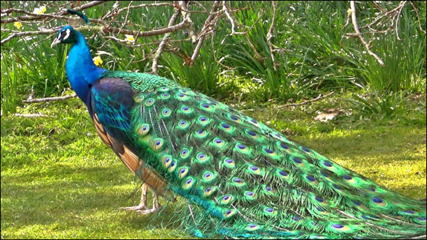 Паунови - лепотани крештавог гласа