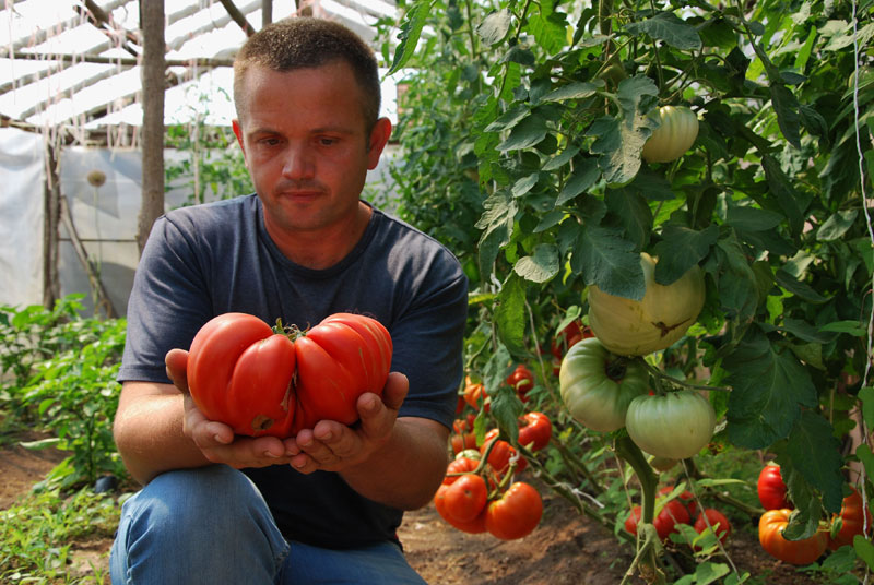 Јабучар као бостан