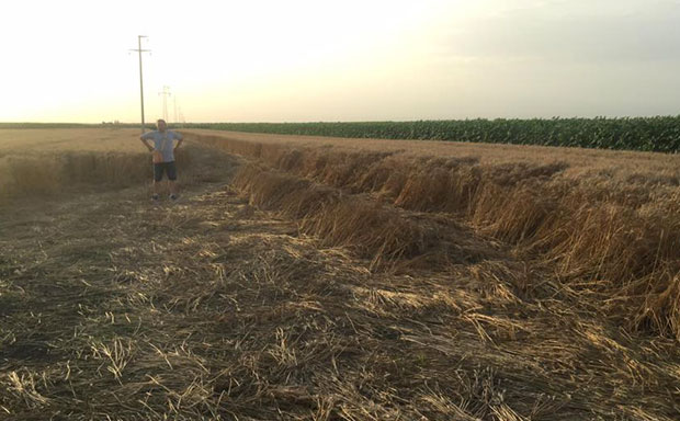 Мењали бандере, уништили жито!