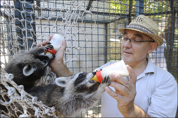 Бео зоо врт: Бизон Иван поклон за 80. рођендан