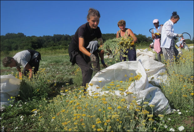 Из смиља цеде профит и чекају туристе