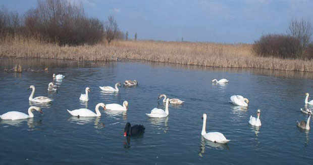 У Бардачи кукуруз уместо лабудова